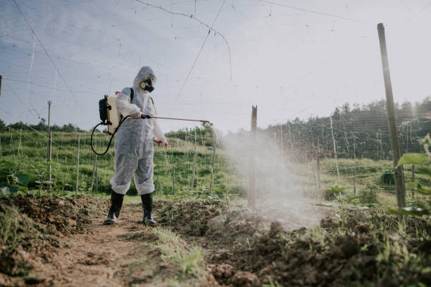 Best Mosquito Control Services  in Rockwell City, IA