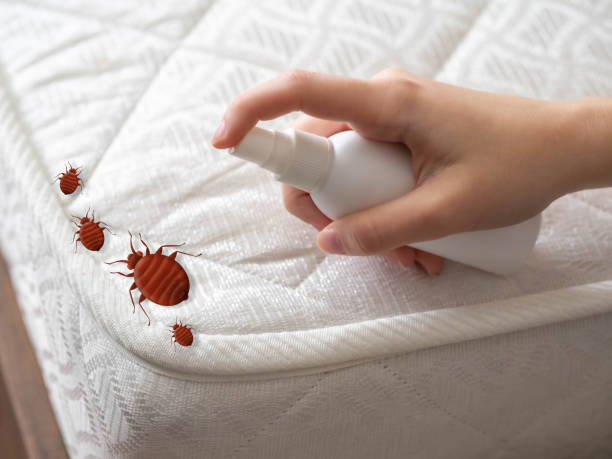 Best Cockroach Control Services  in Rockwell City, IA